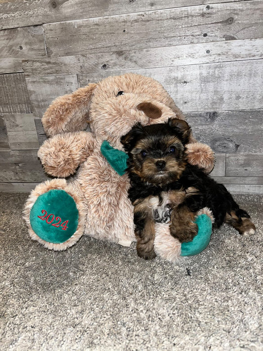 Chicago Tiny Female Yorkie