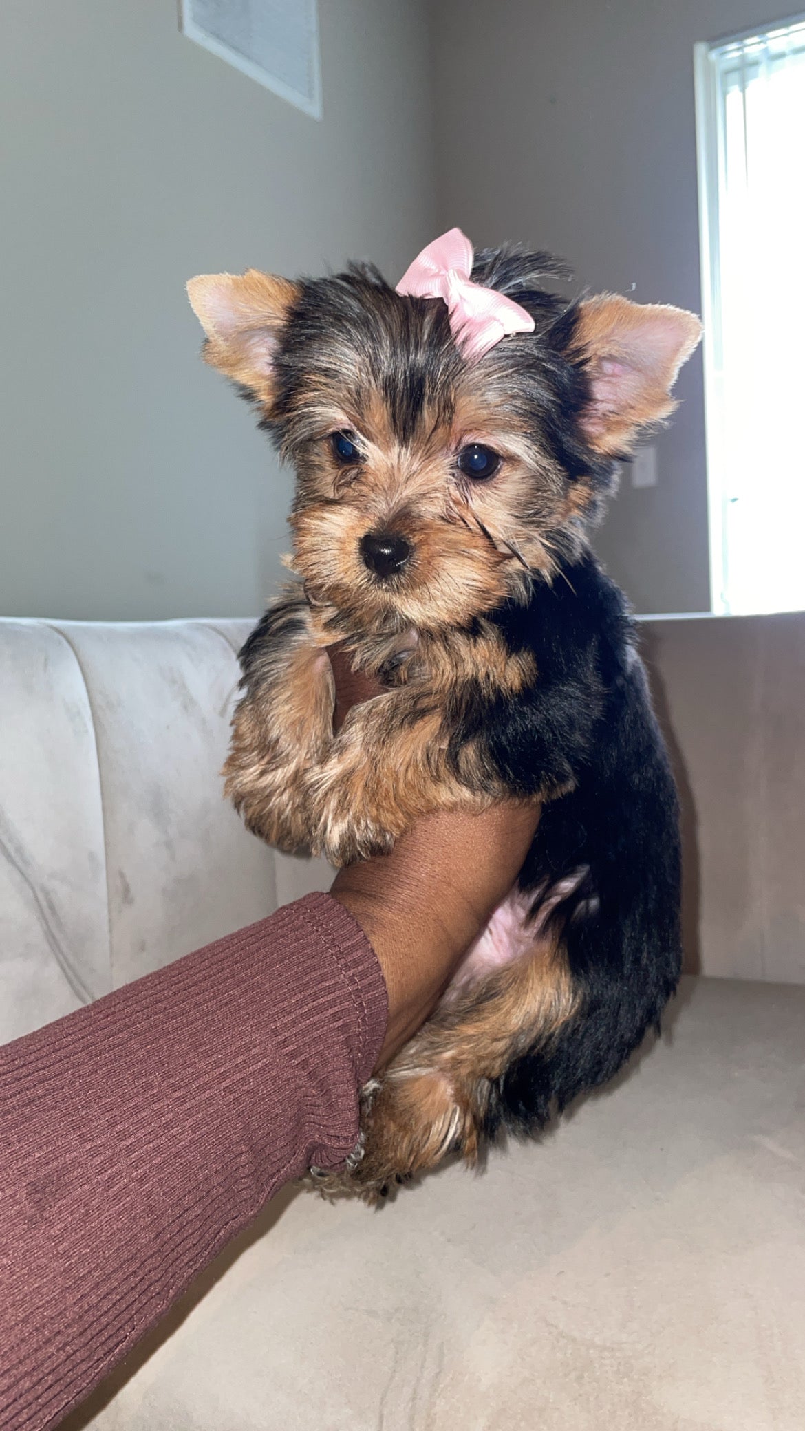 Bella Female Yorkie