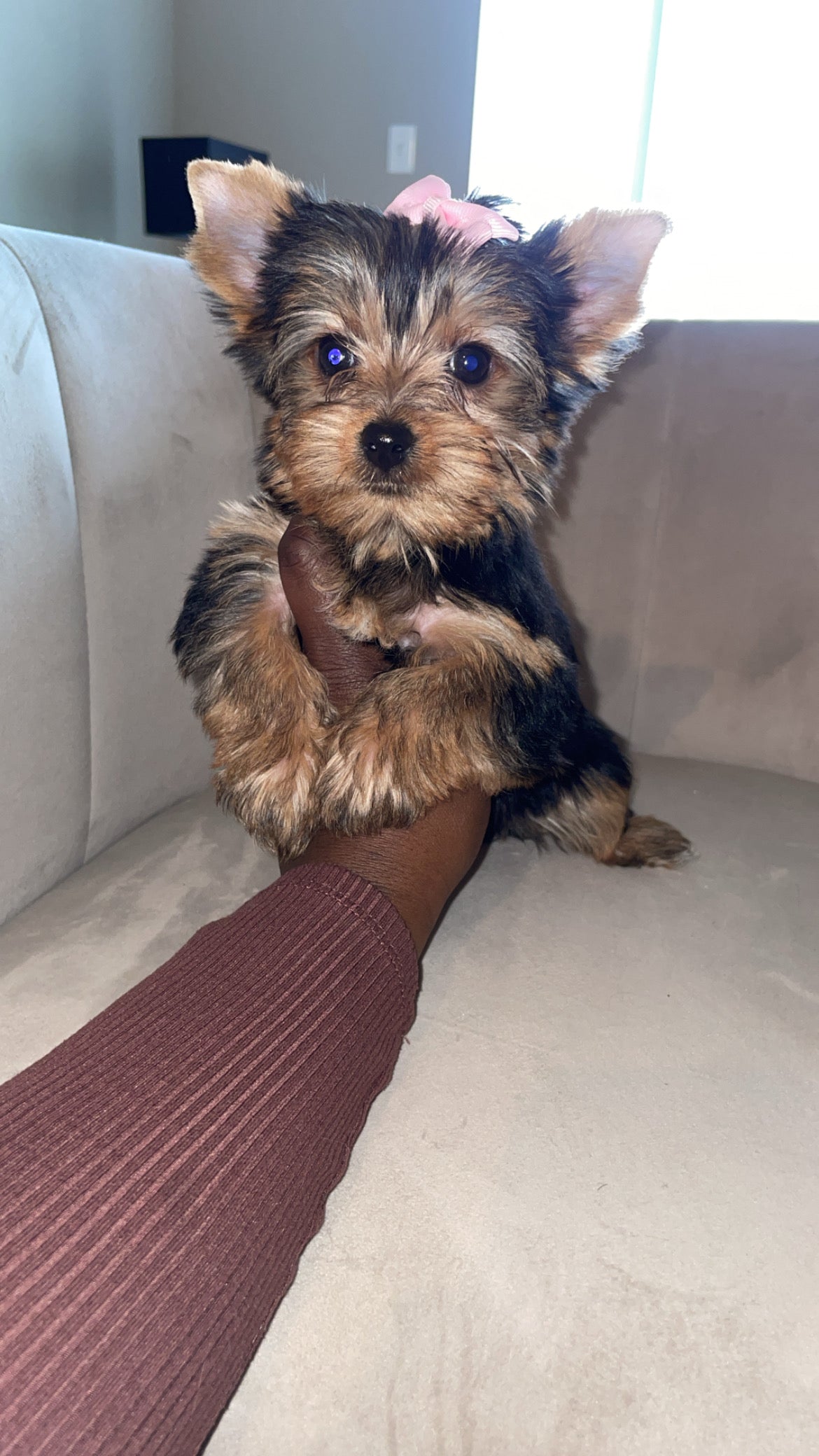 Bella Female Yorkie