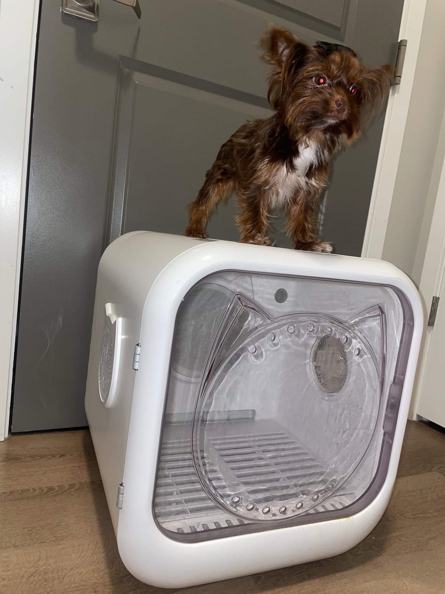 Luxury Pet Dryer