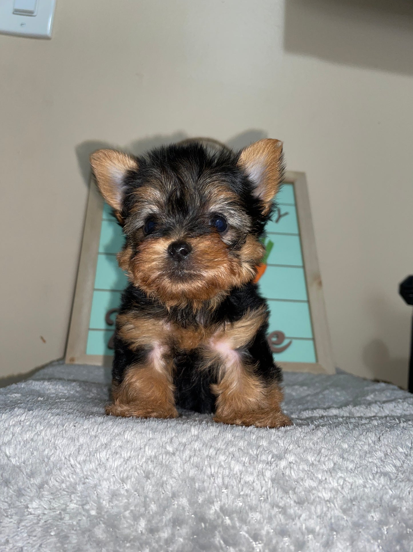 Teacup Yorkie