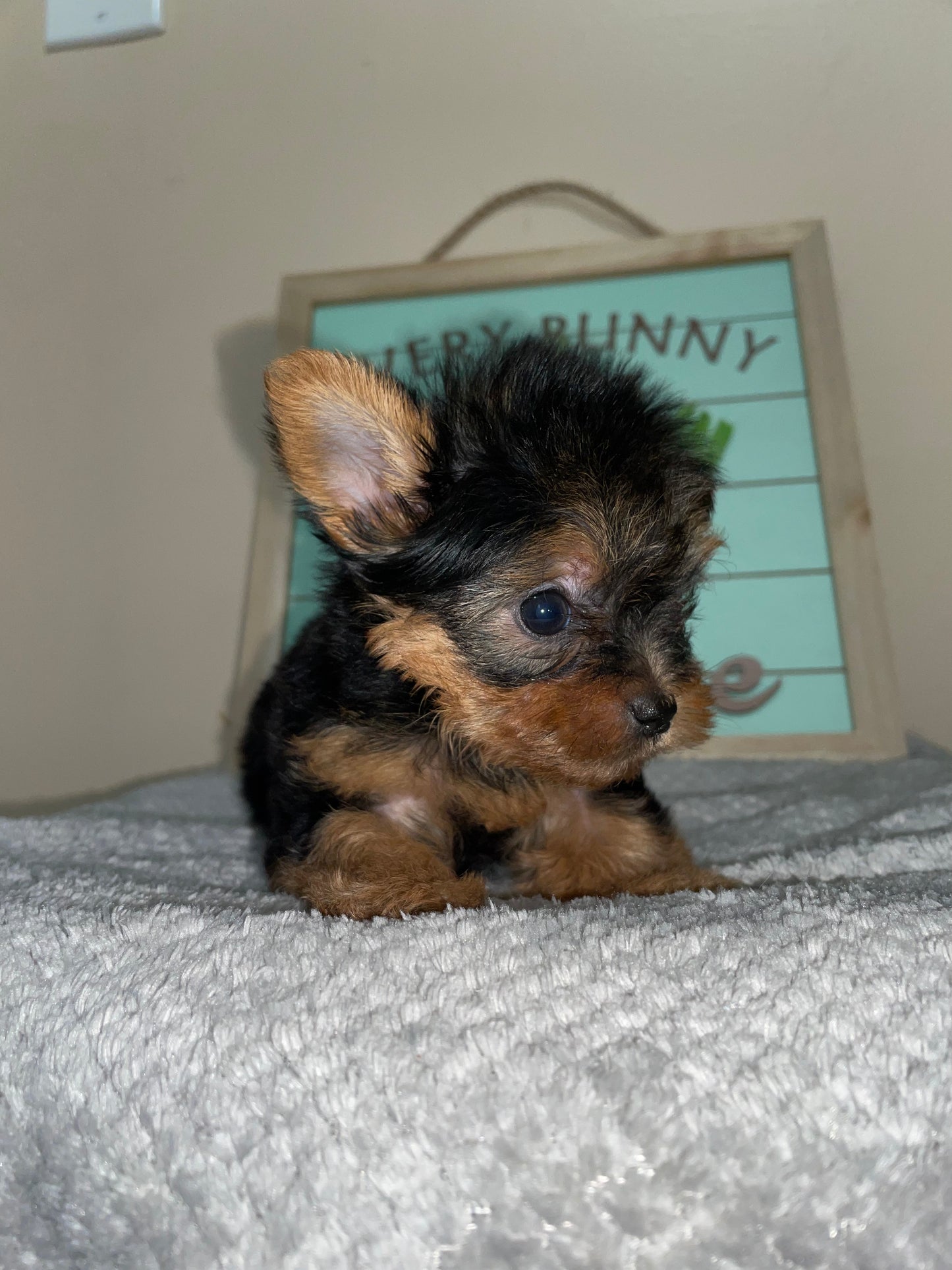 Teacup Yorkie