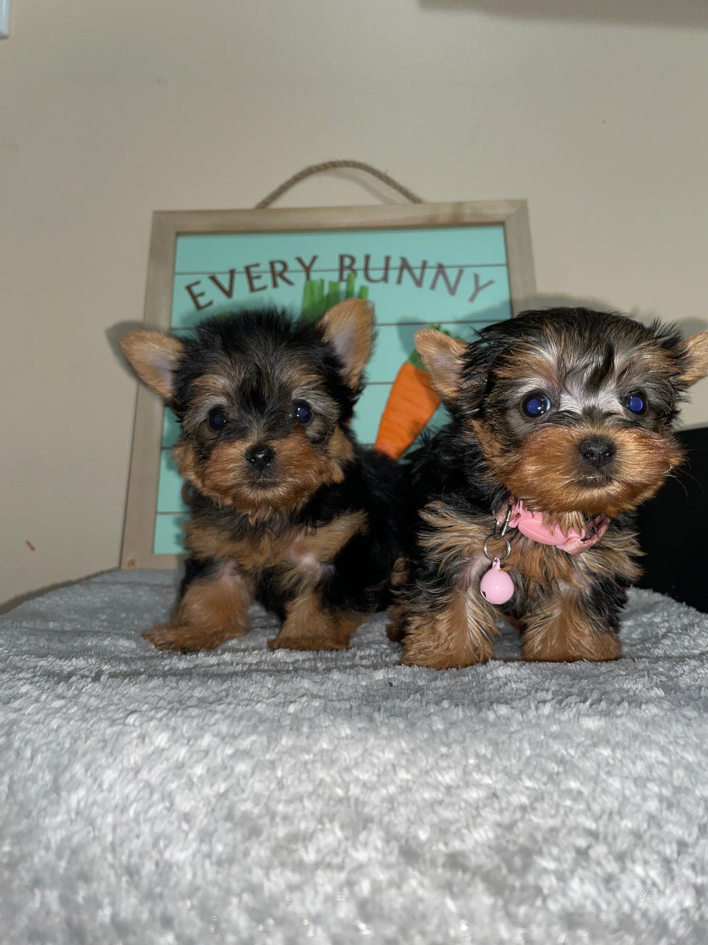 Teacup Yorkie