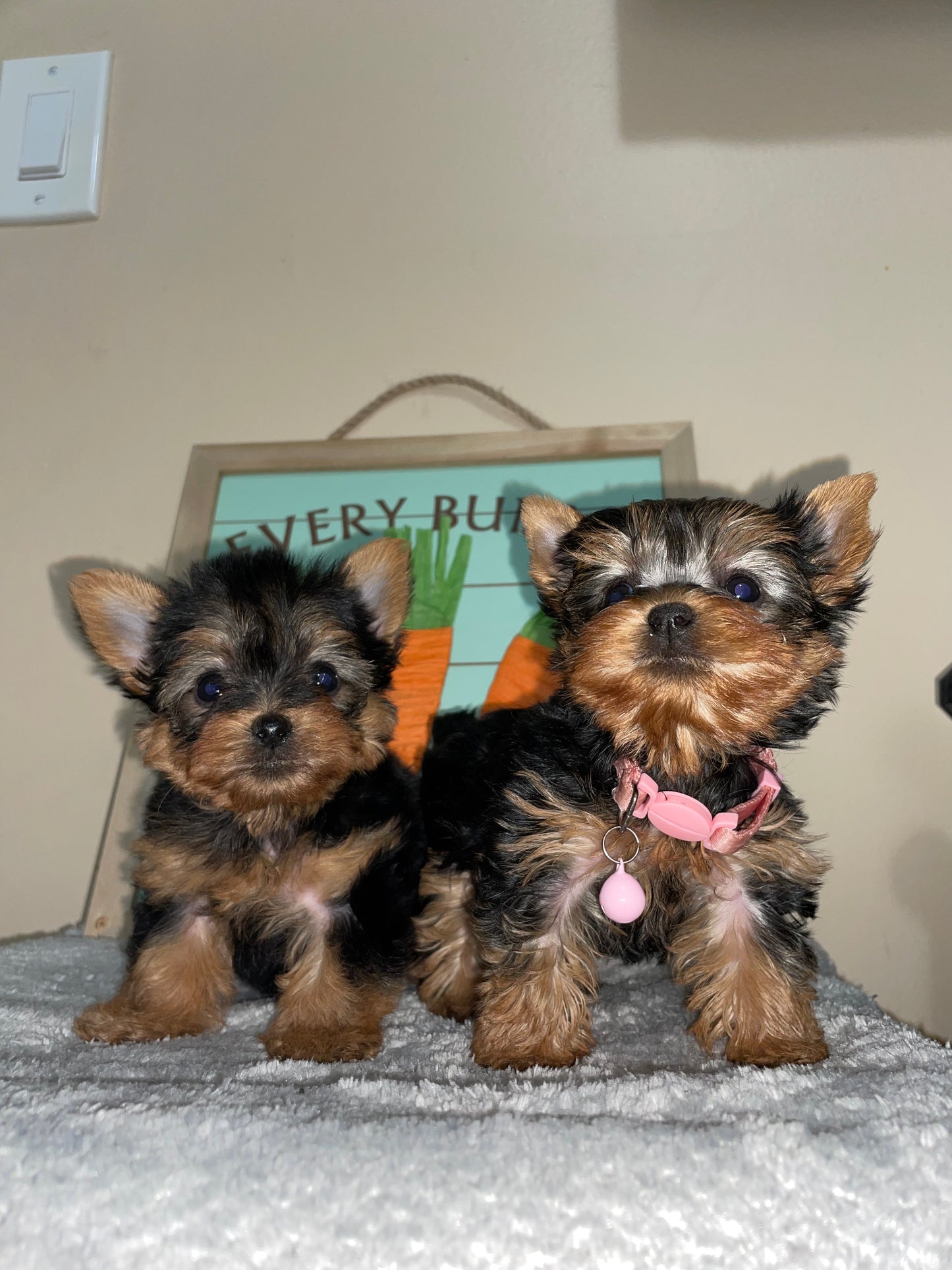 Teacup Yorkie